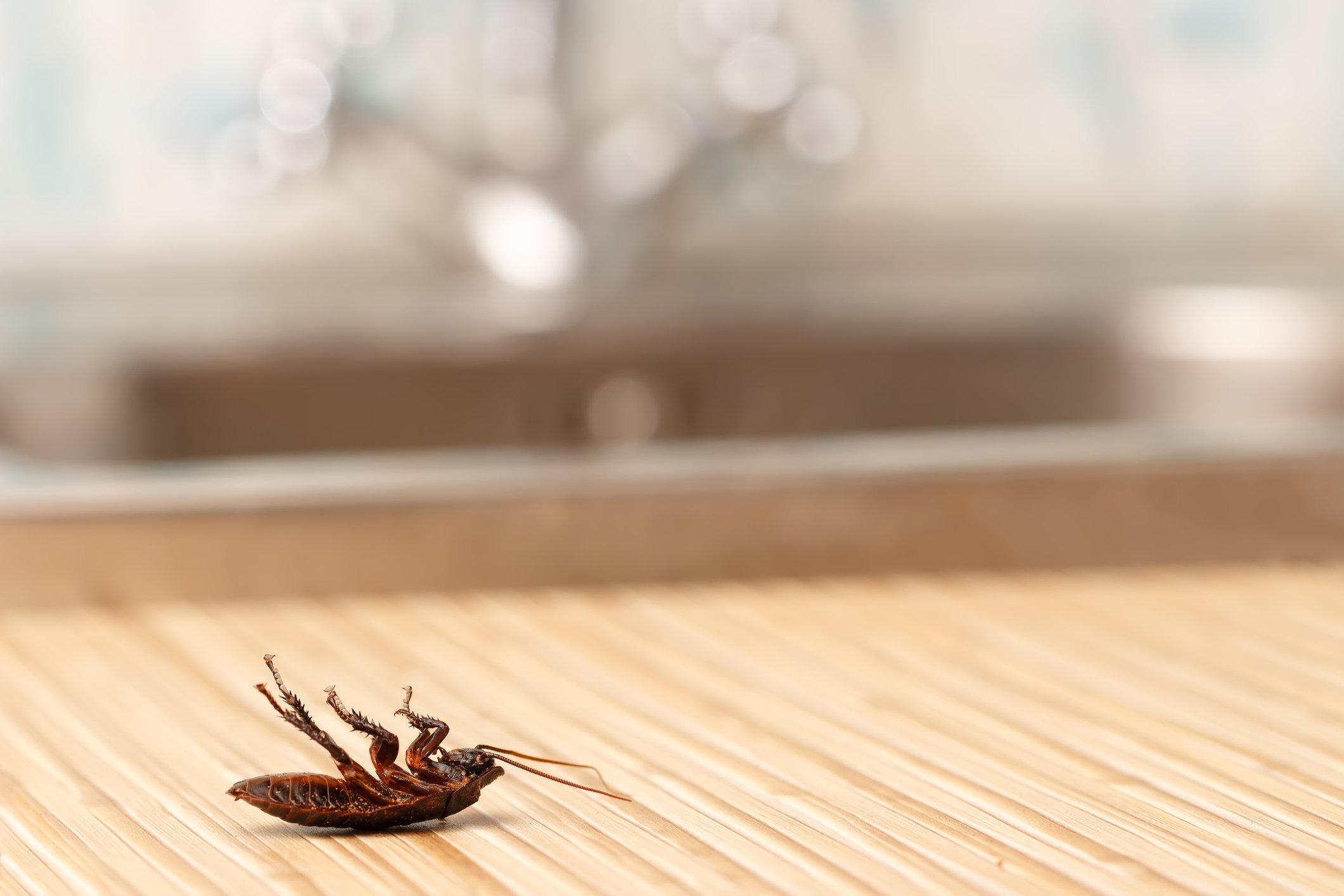 A dead cockroach on a counter.