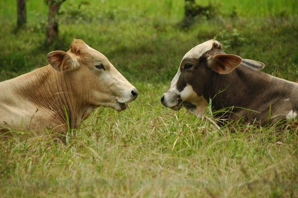 Two cows standing face to face in tall grass.
