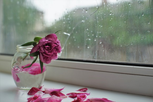 A wilting pink flower in a vase next to a window splattered with rain.