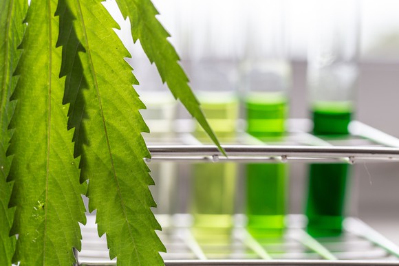 Cannabis leaf in foreground with test tubes containing green liquids in the background
