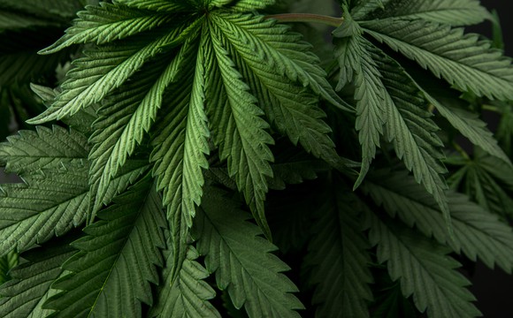 cannabis leaves