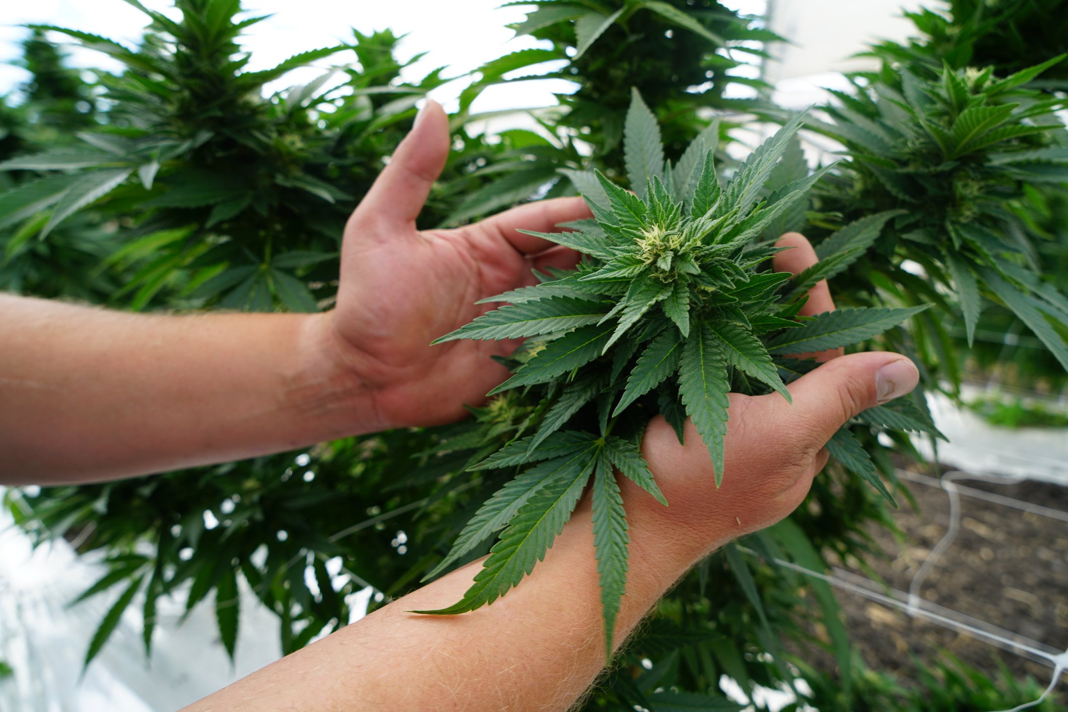 A farmer tending to a marijuana plant in a greenhouse