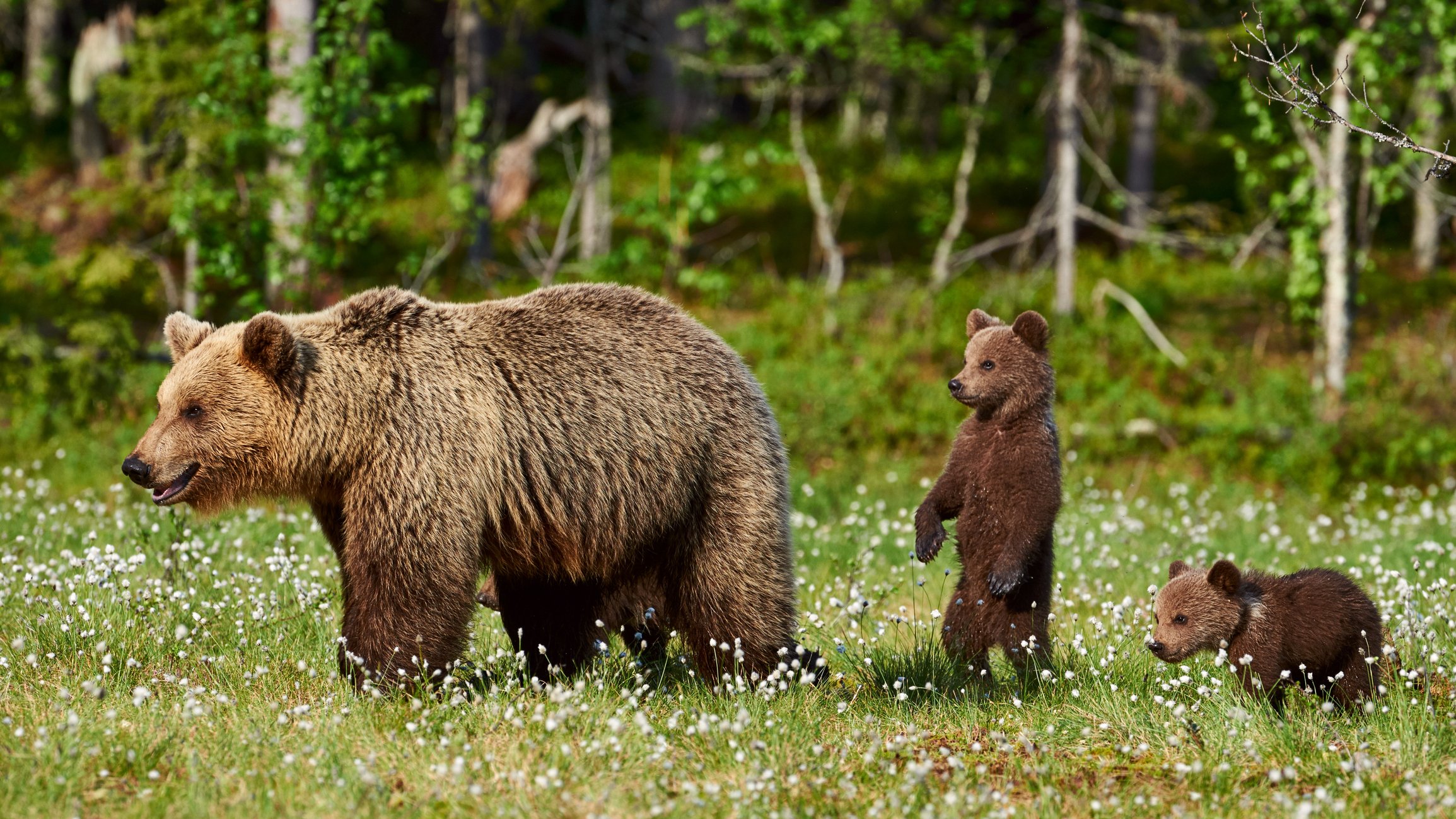 A brown bear with two cubs.