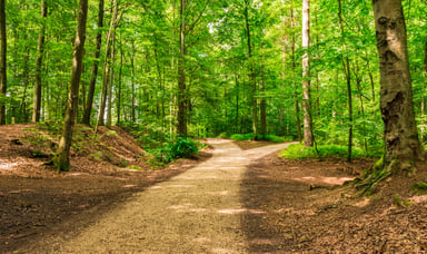 A fork in the road