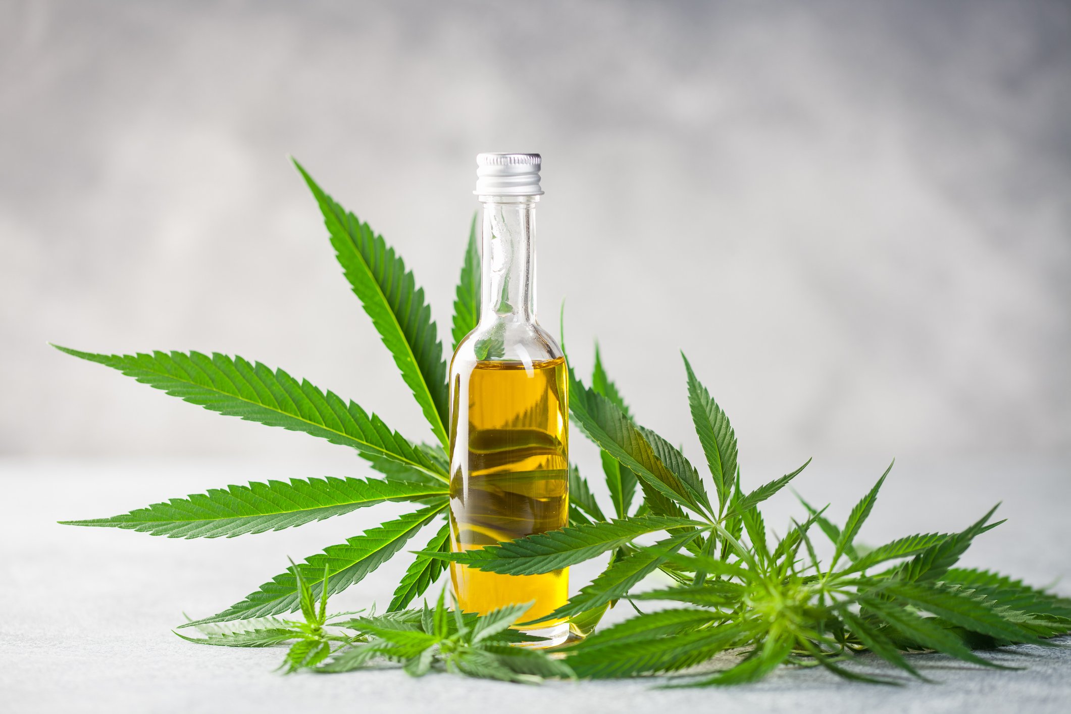 CBD oil in a small bottle with cannabis leaves all around.