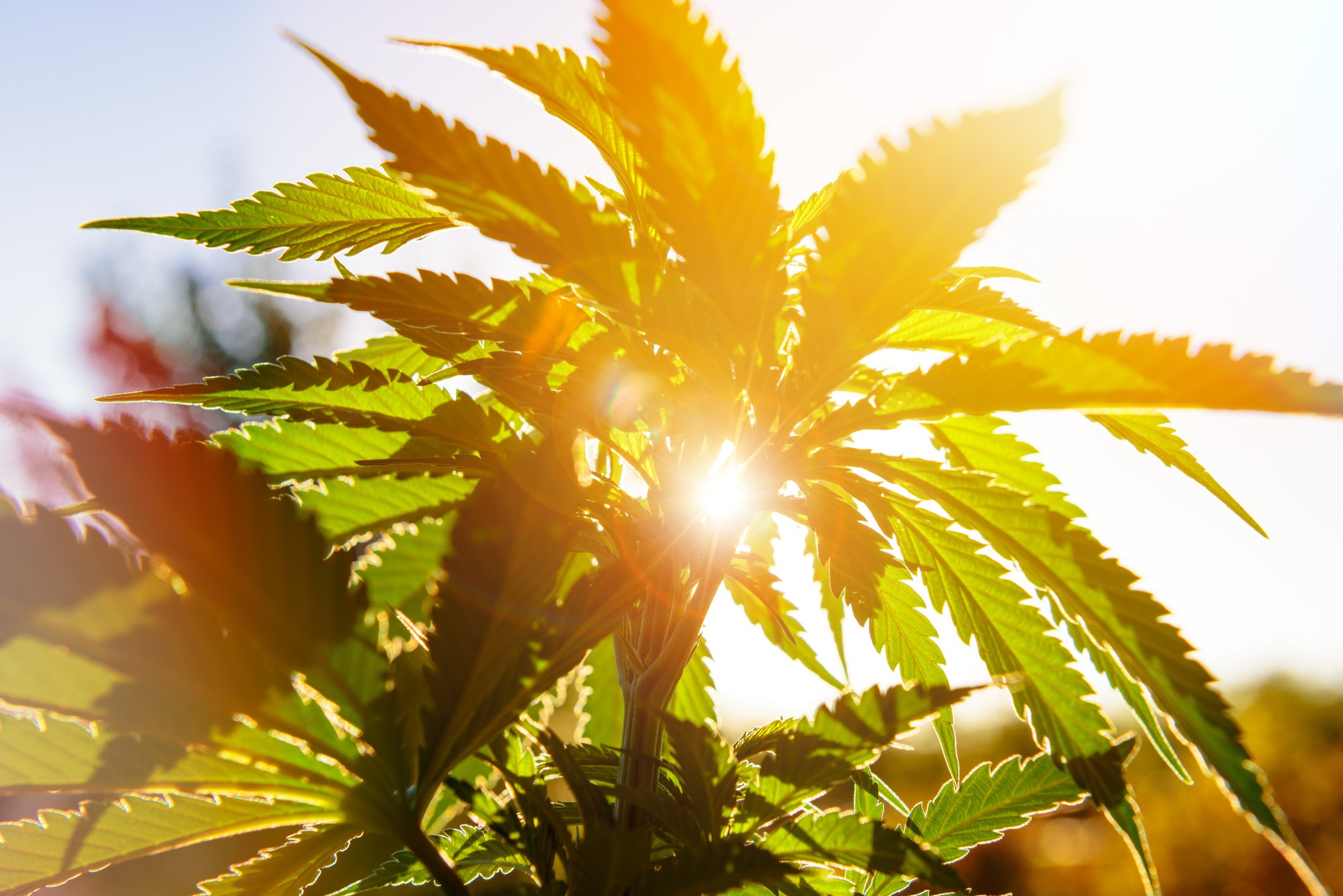 Marijuana leaf with sun shining behind it