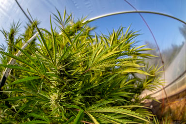 Marijuana growing in a greenhouse