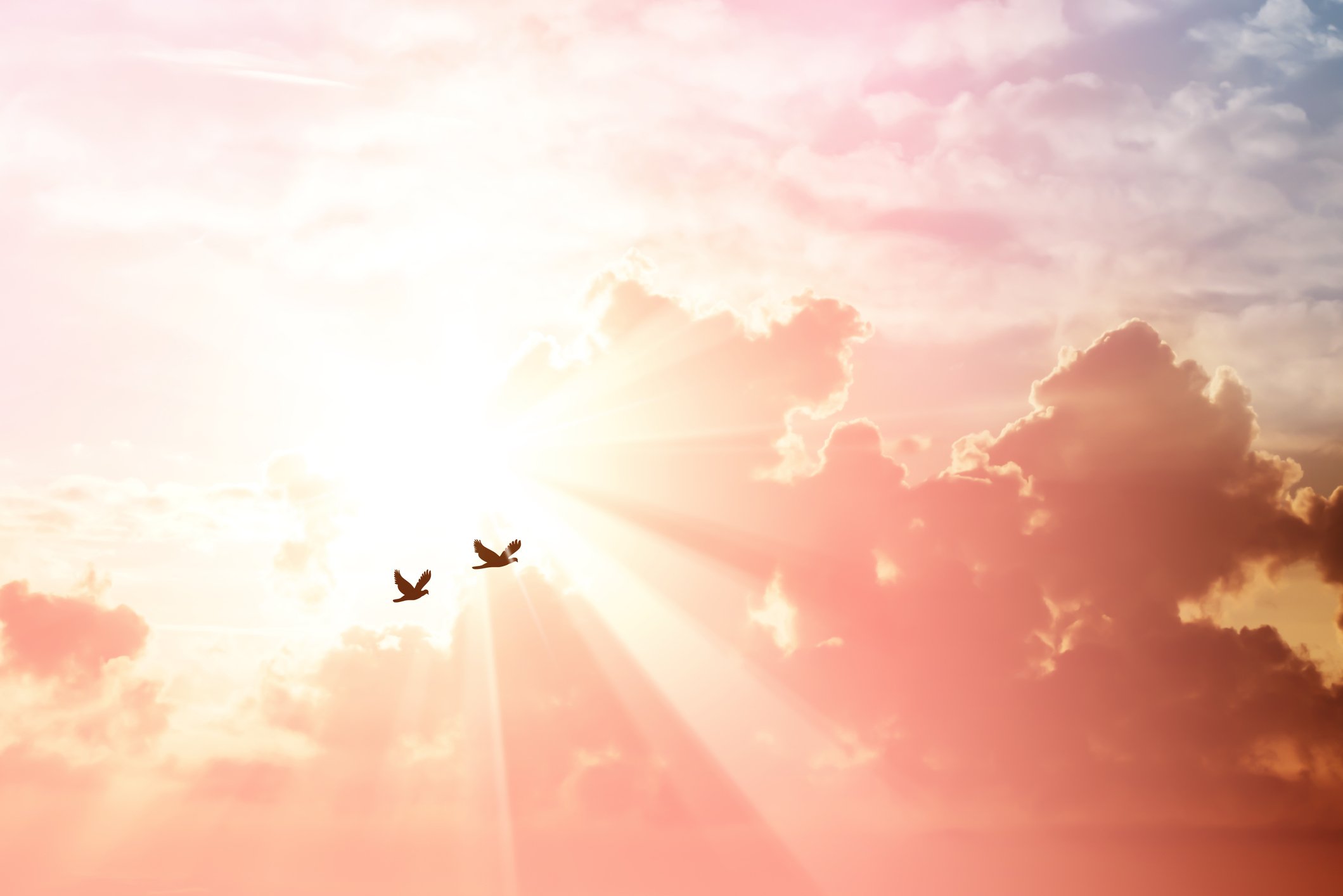 2 birds flying against the sun