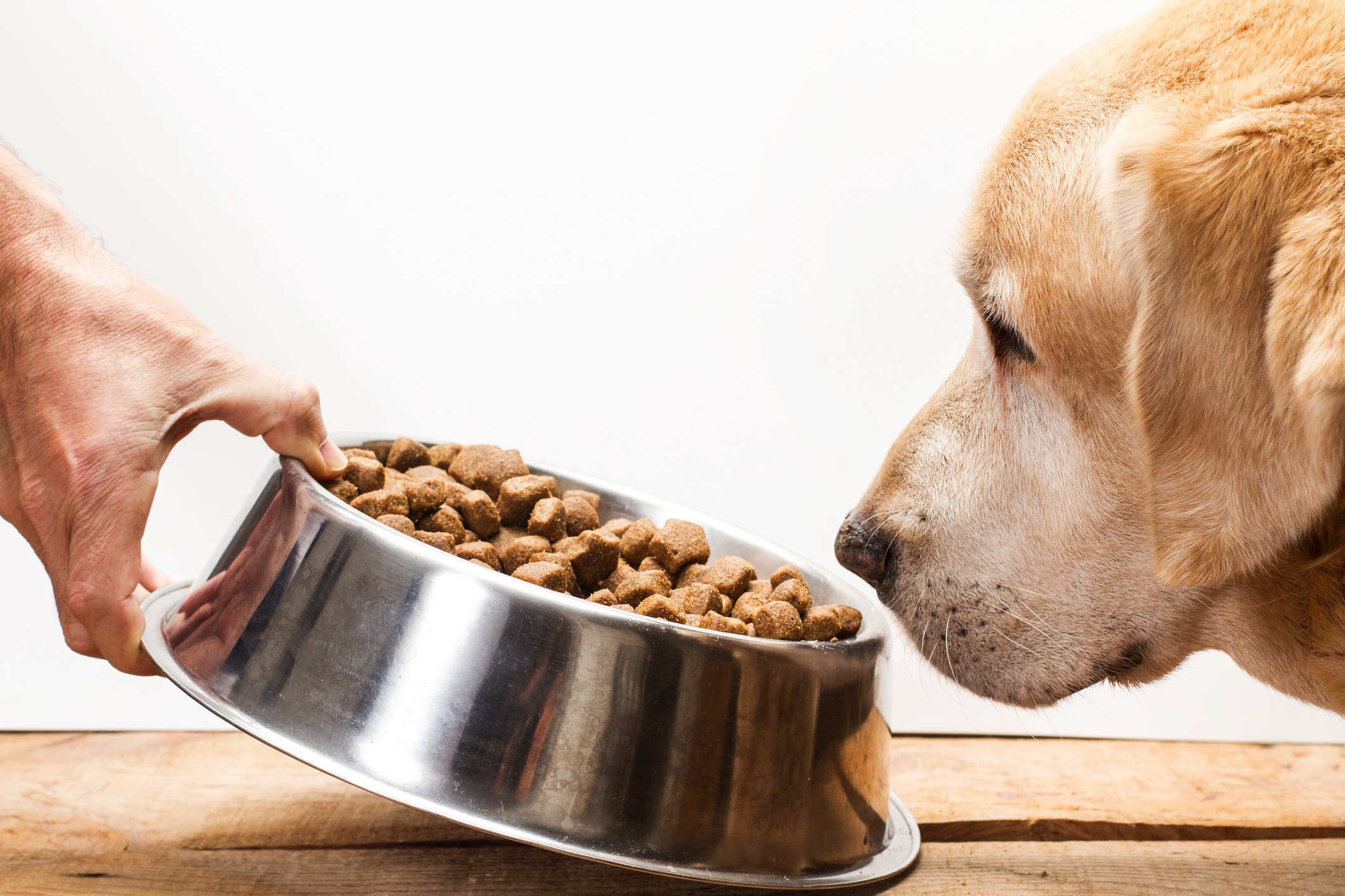 A yellow lab being served a silver bowl of dry dog food