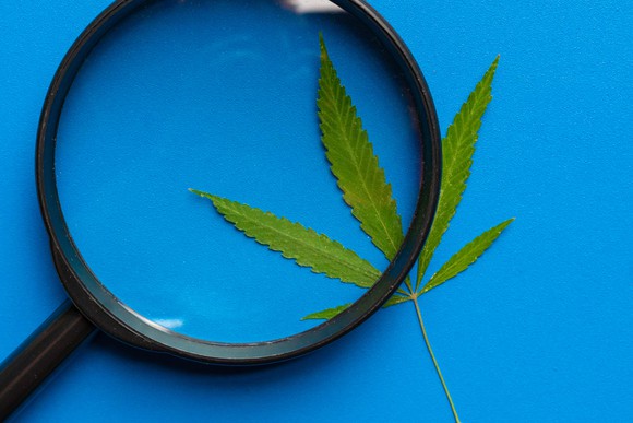Magnifying glass on top of a cannabis leaf