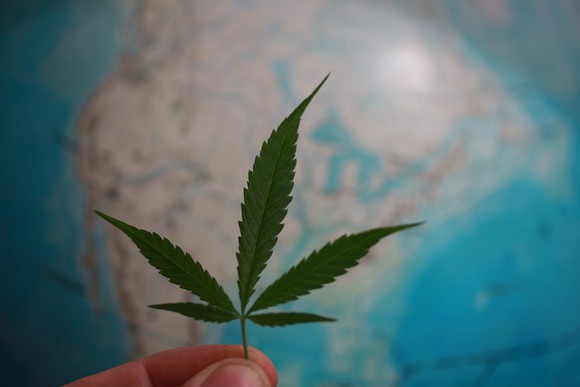 Fingers holding a cannabis leaf in front of a globe with North America showing prominently