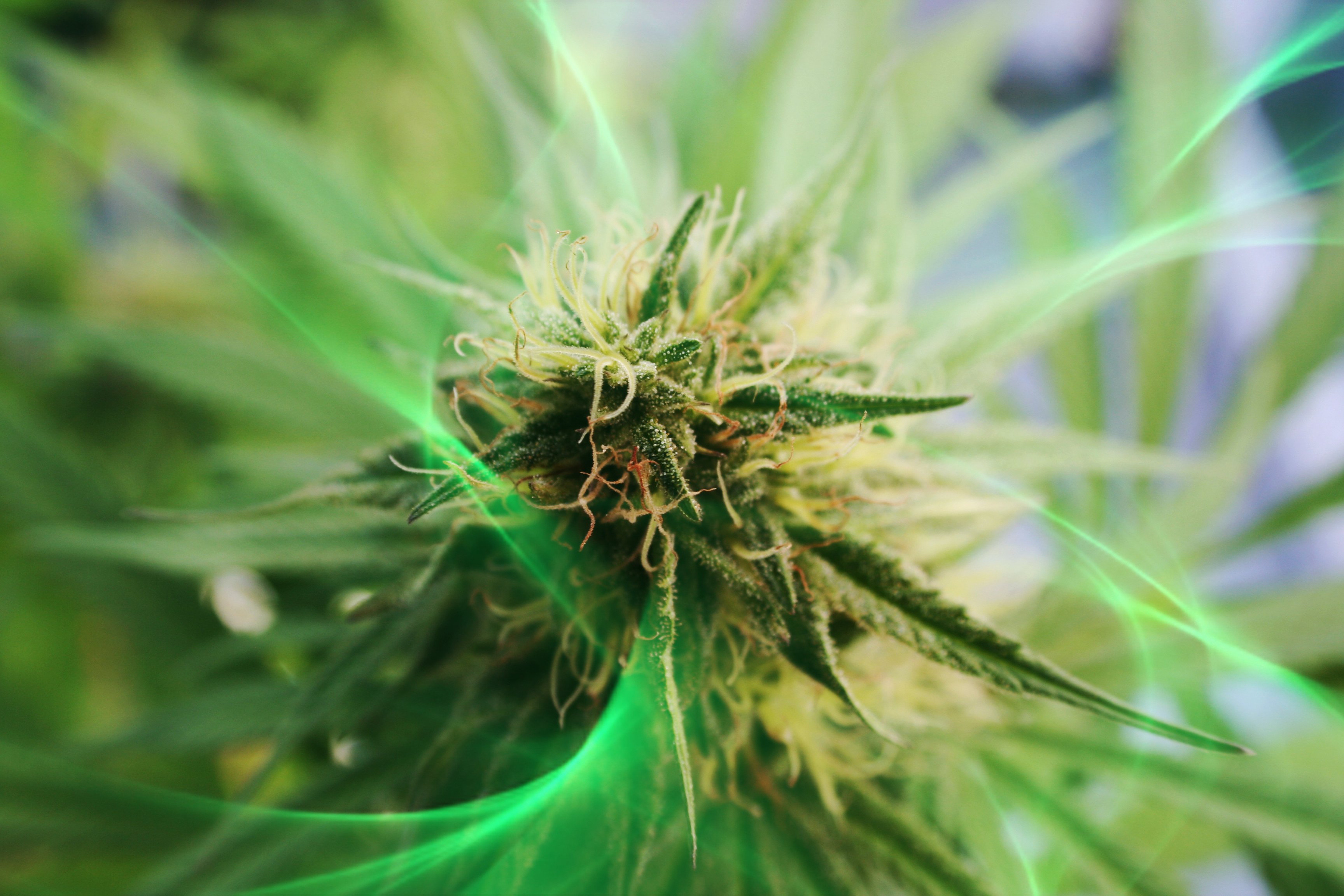 Top view of a flowering marijuana plant.