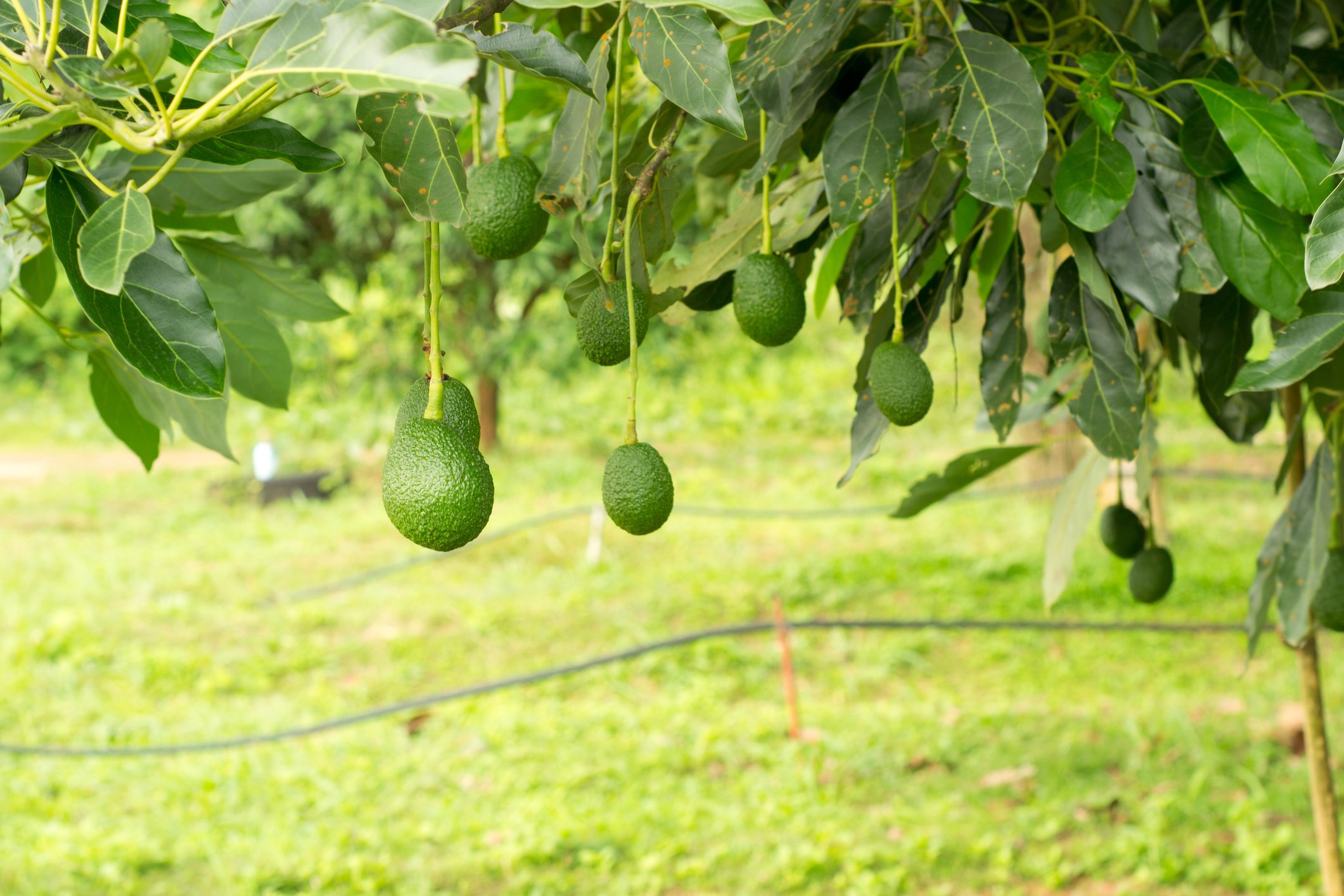 Ripe avocados in a green grove