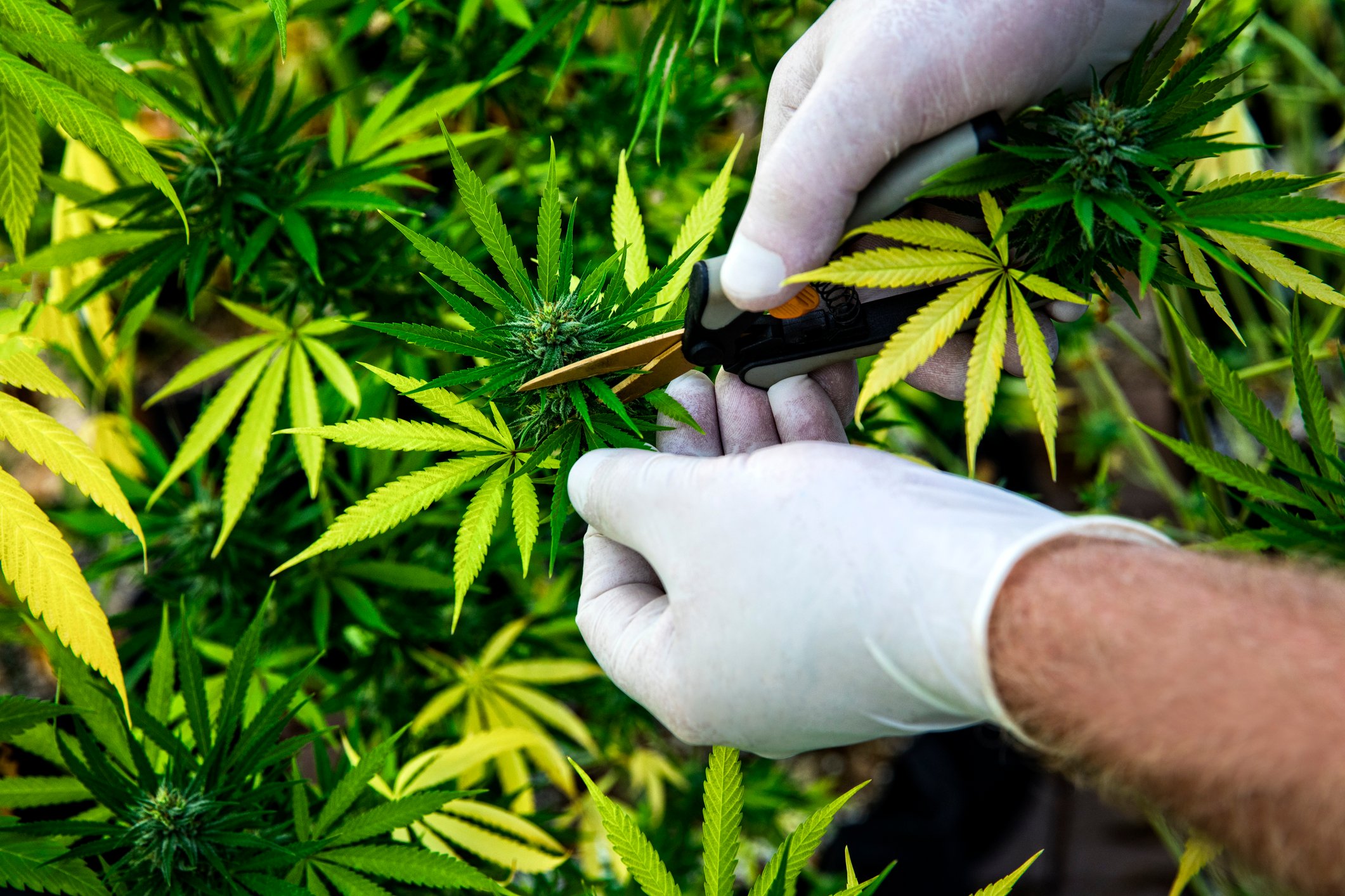 Two glove-covered hands trimming marijuana plants