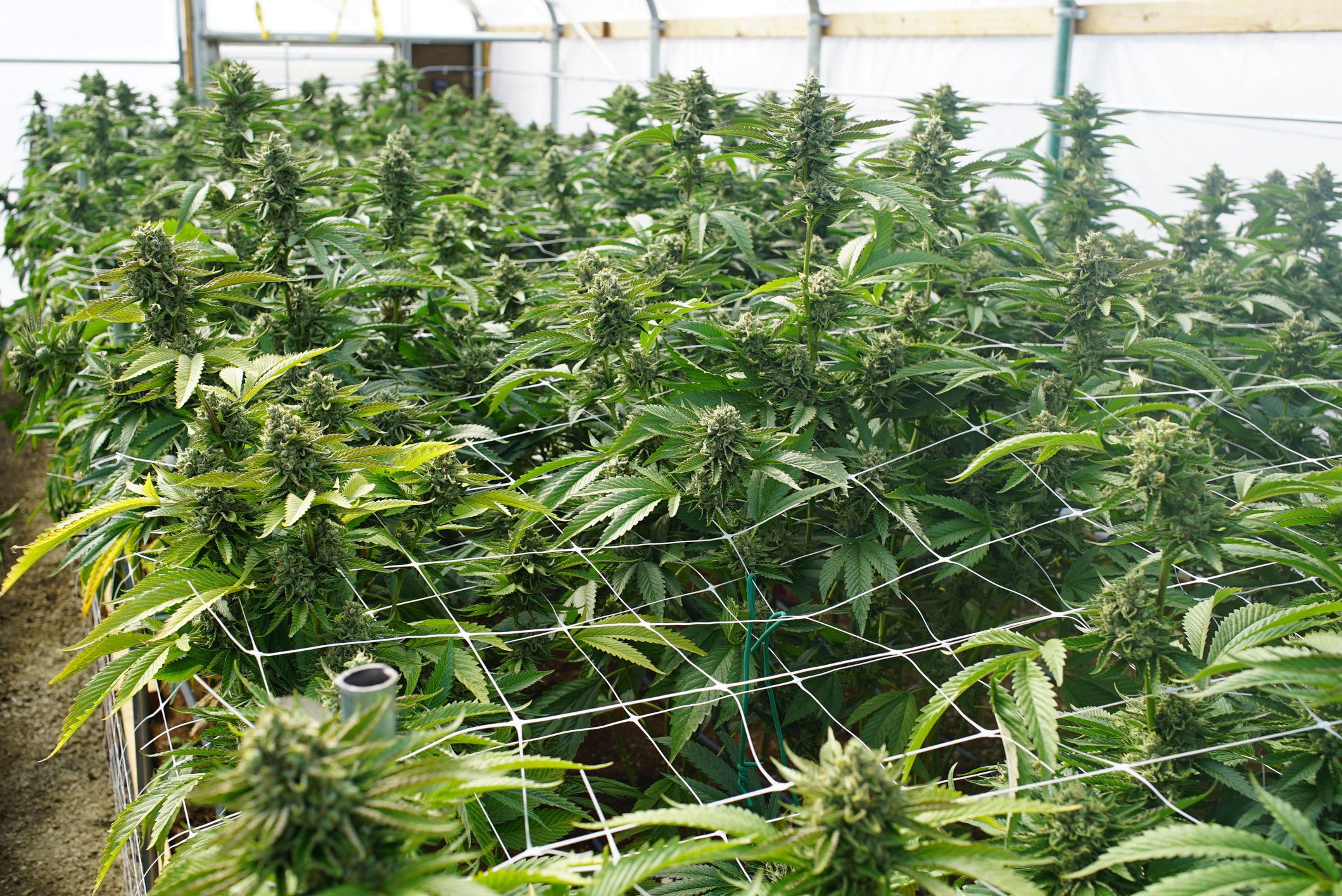 An indoor marijuana growing facility full of plants