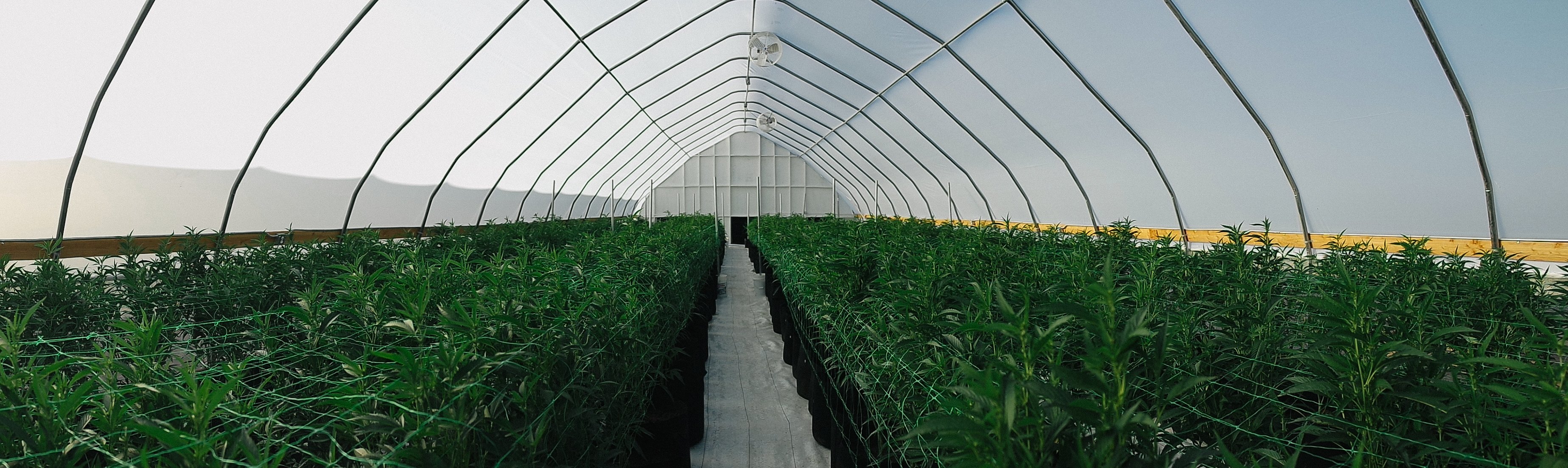 A cannabis production facility