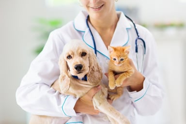 Vet with dog and cat