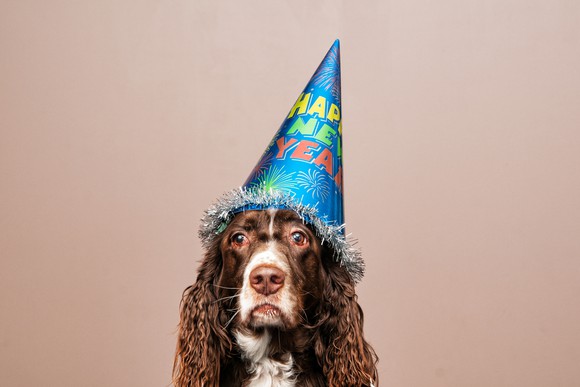 A dog with a mournful expression wearing a Happy New Year hat.