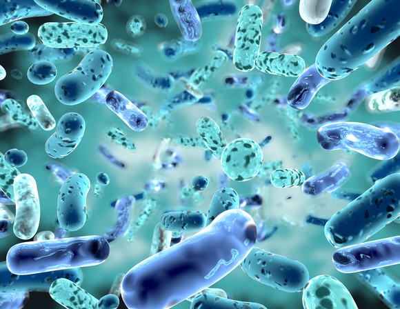 gut bacteria