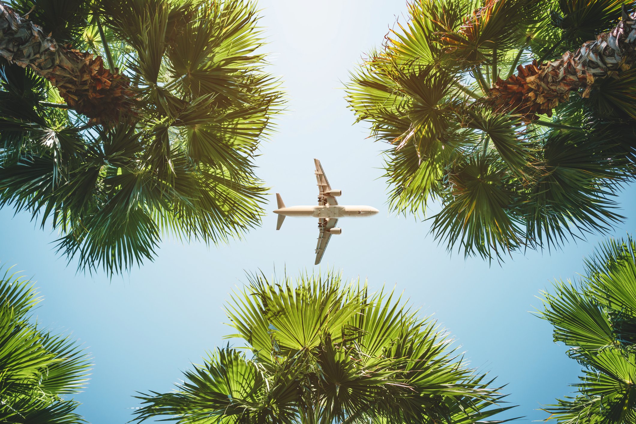 A plane flies over tropical palm trees.