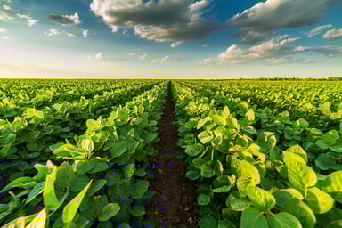 soybeans in field