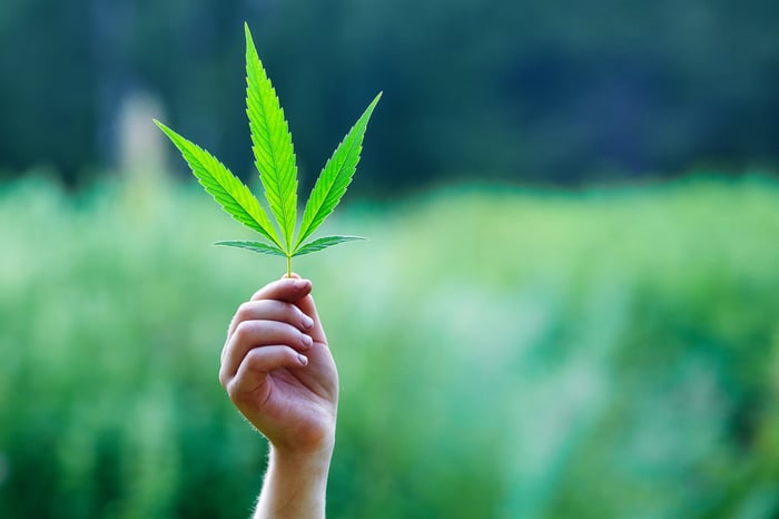 Someone's hand holding up a marijuana leaf in a field