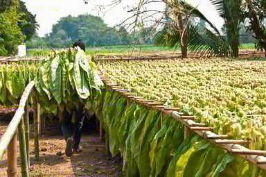 drying tobacco leaves getty