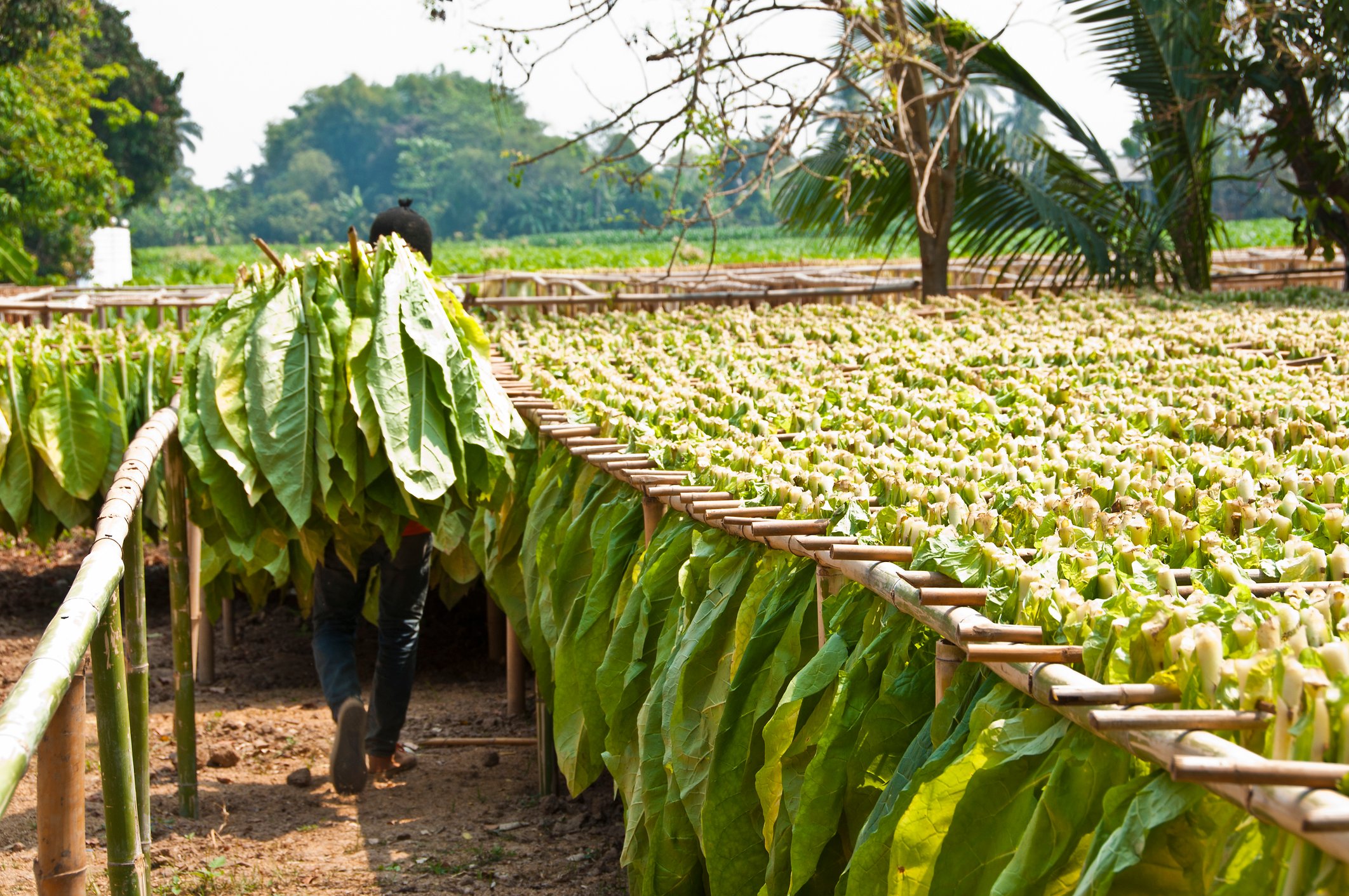 Worker drying tobacco leaves