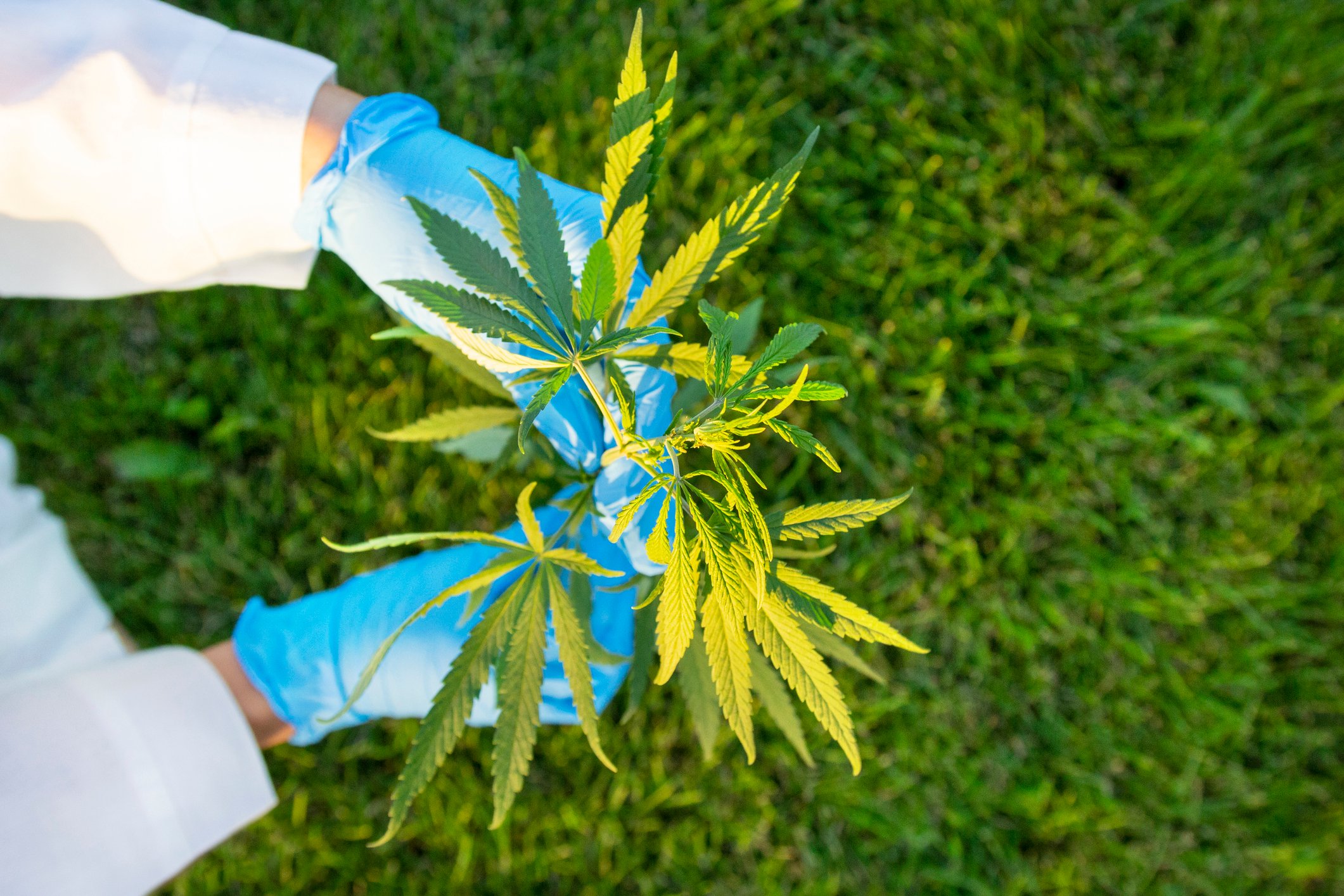 Hands in surgical gloves holding cannabis plants.