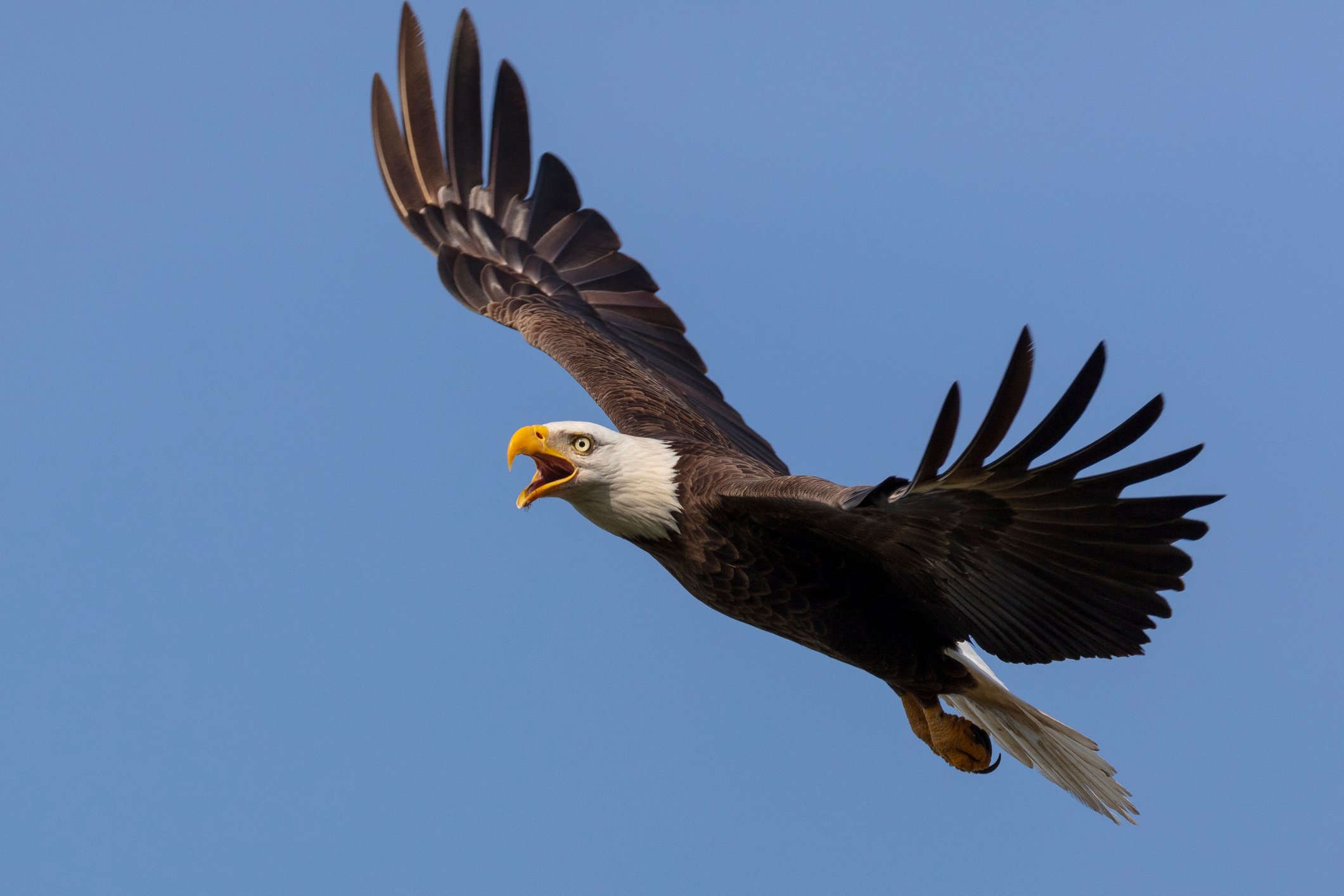 A bald eagle flying.