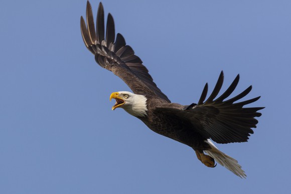 A bald eagle flying.