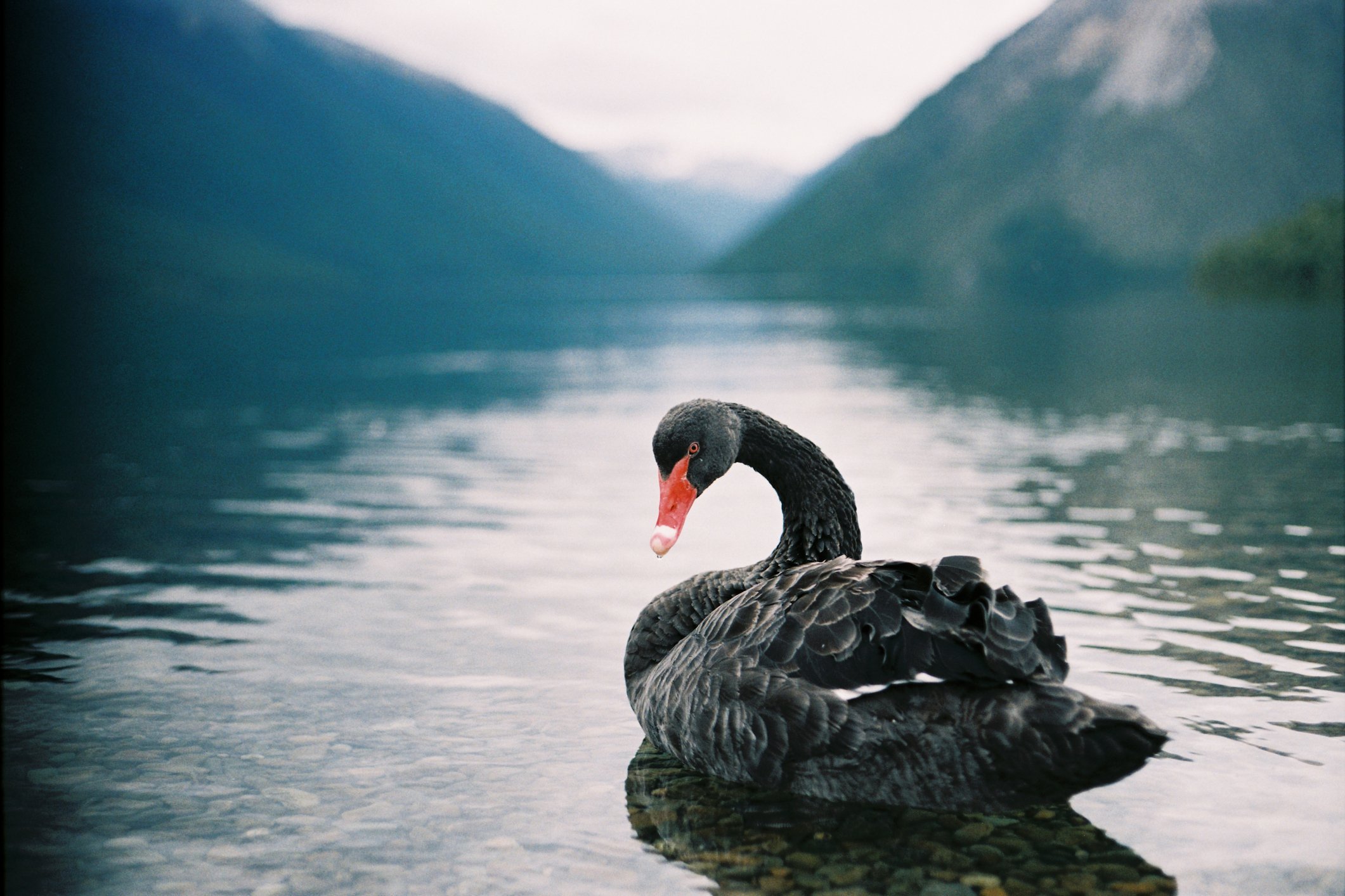 A black swan in a lake.