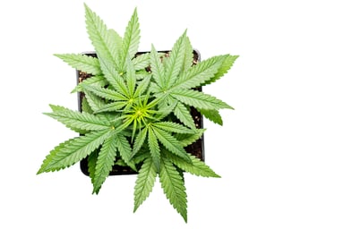 top view cannabis