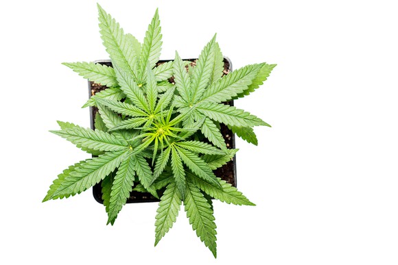 Top down view of a growing marijuana plant.