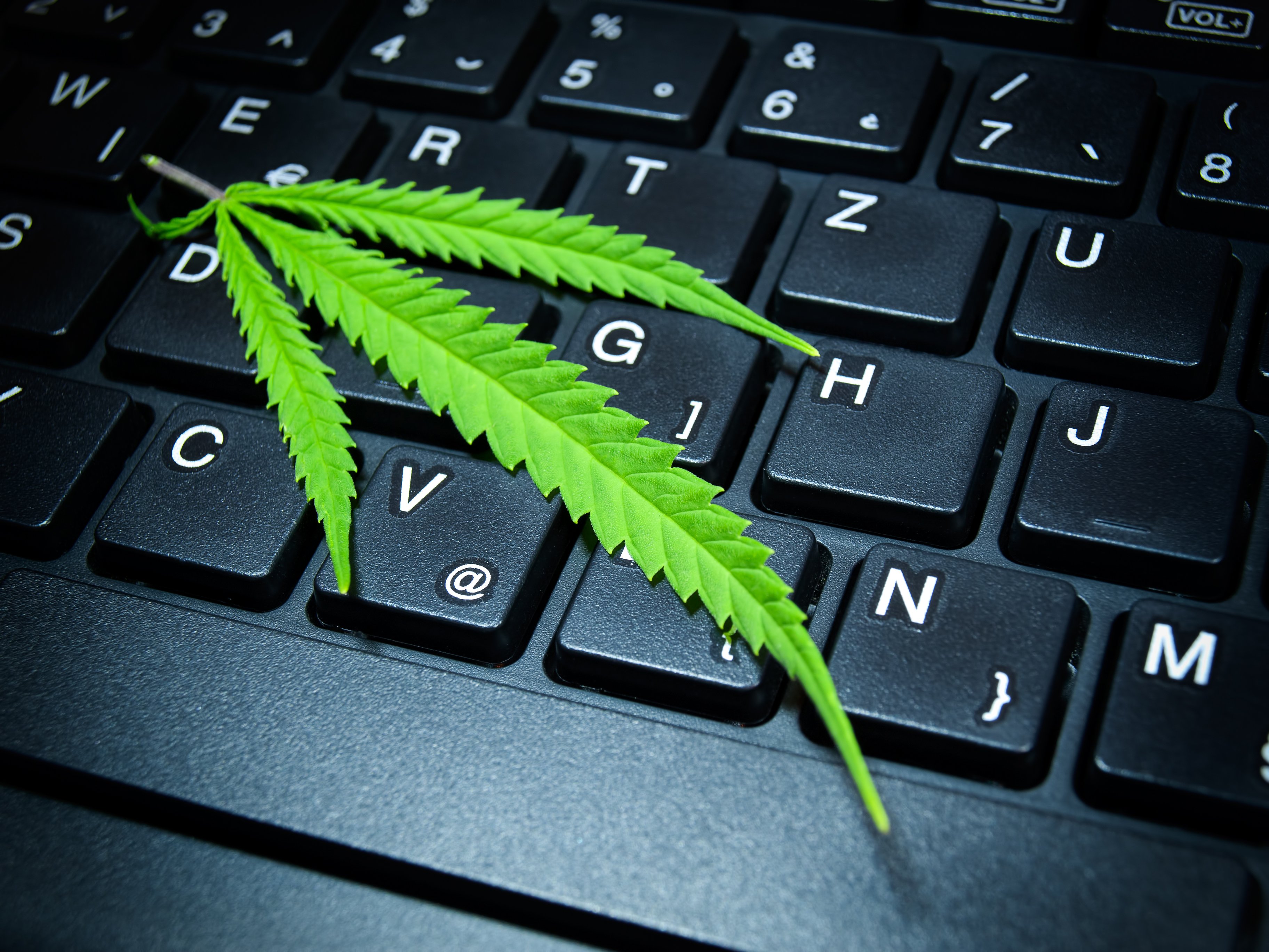 Marijuana leaf on PC keyboard.