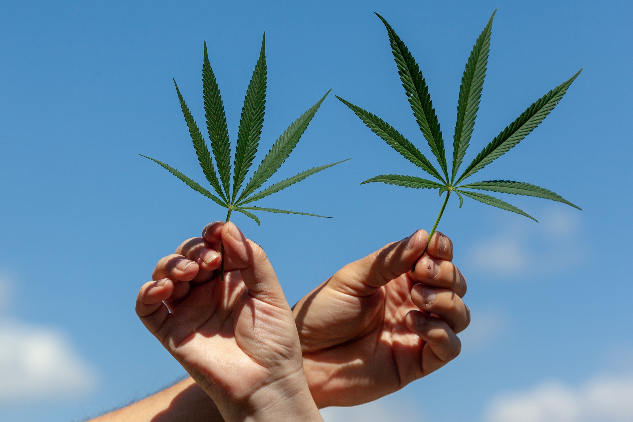 Hands holding up two cannabis leaves 