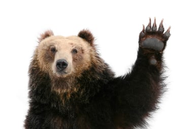 A bear raising a paw