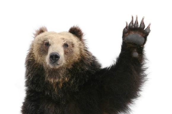 A bear raising a paw.