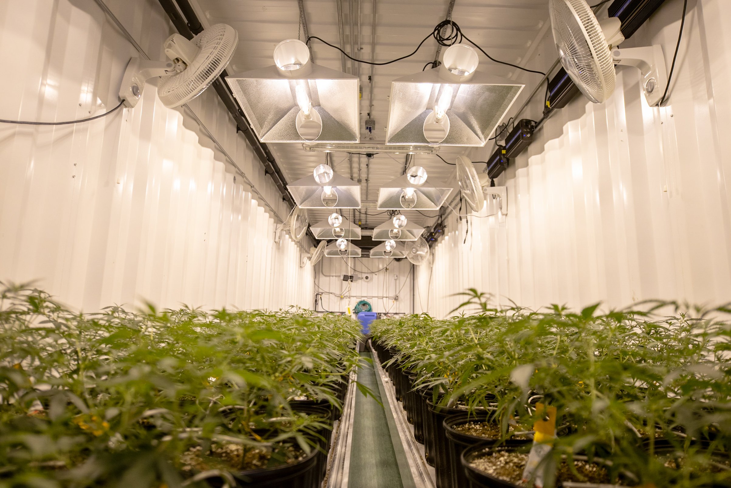 A cultivation facility with cannabis plants inside.