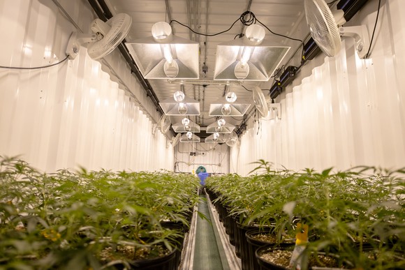 A cultivation facility with cannabis plants inside.