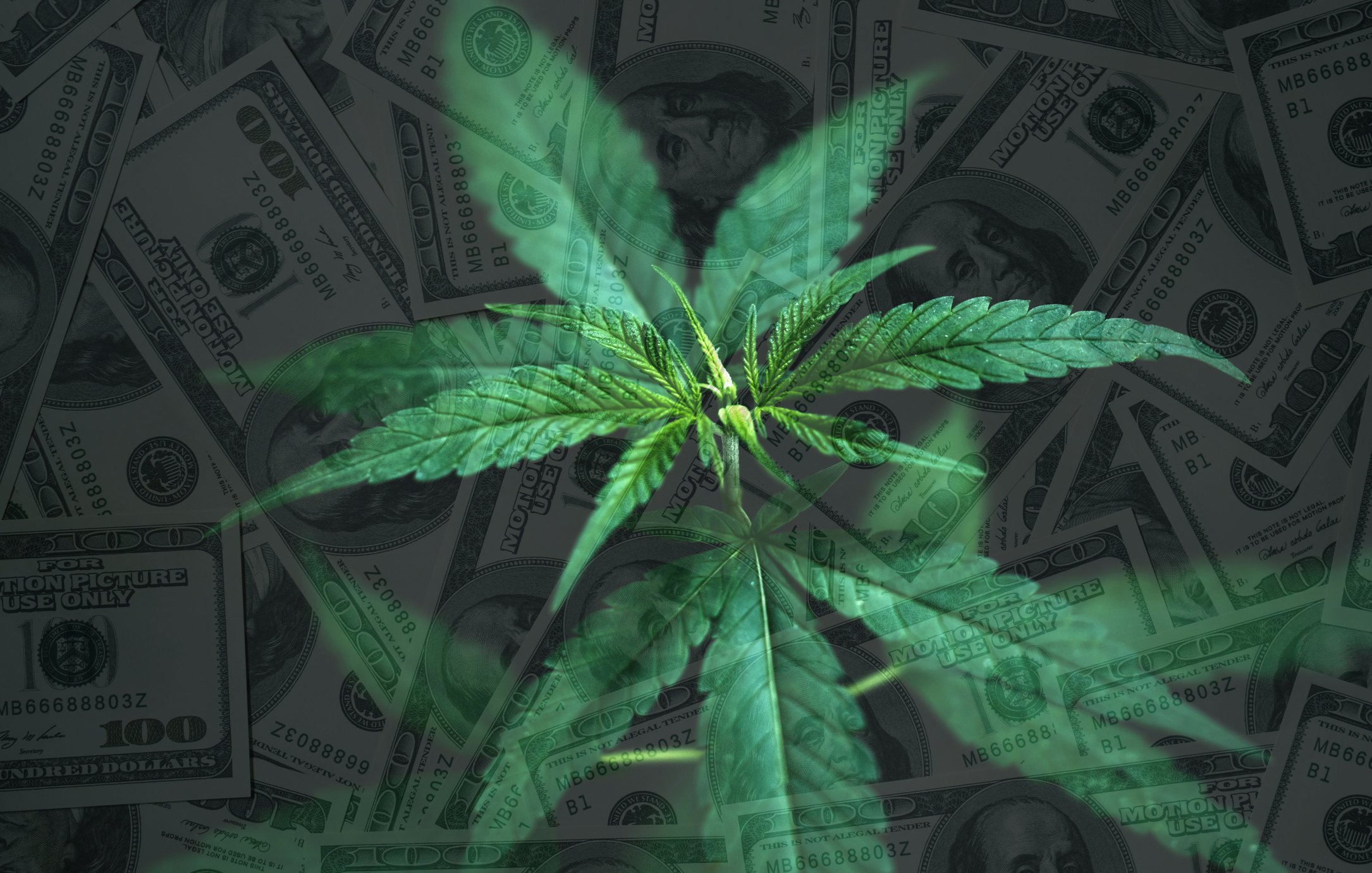 Cannabis plant with a background of $100 bills.