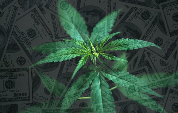 Cannabis plant with a background of $100 bills.