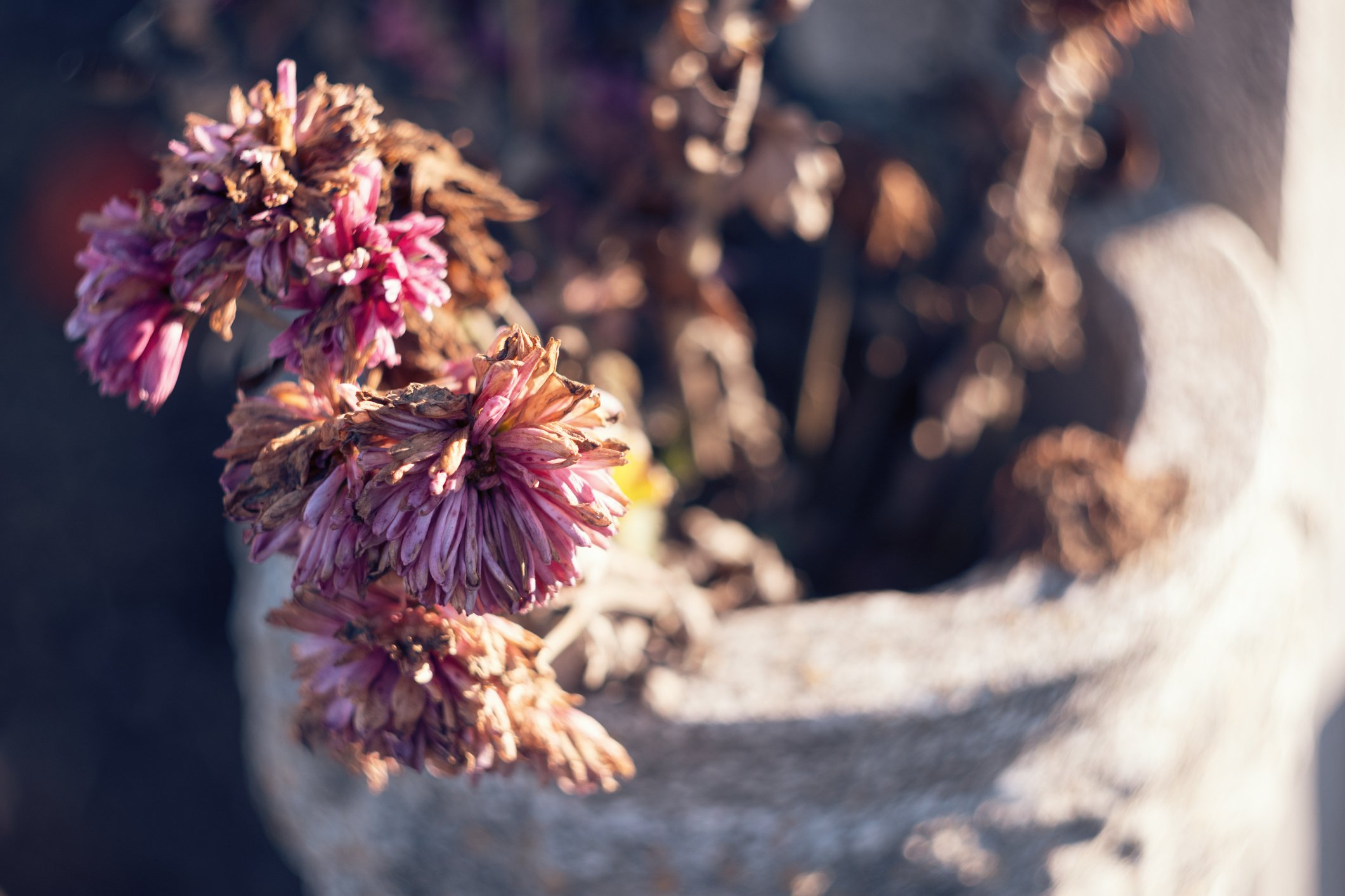A pot of dried-out flowers.