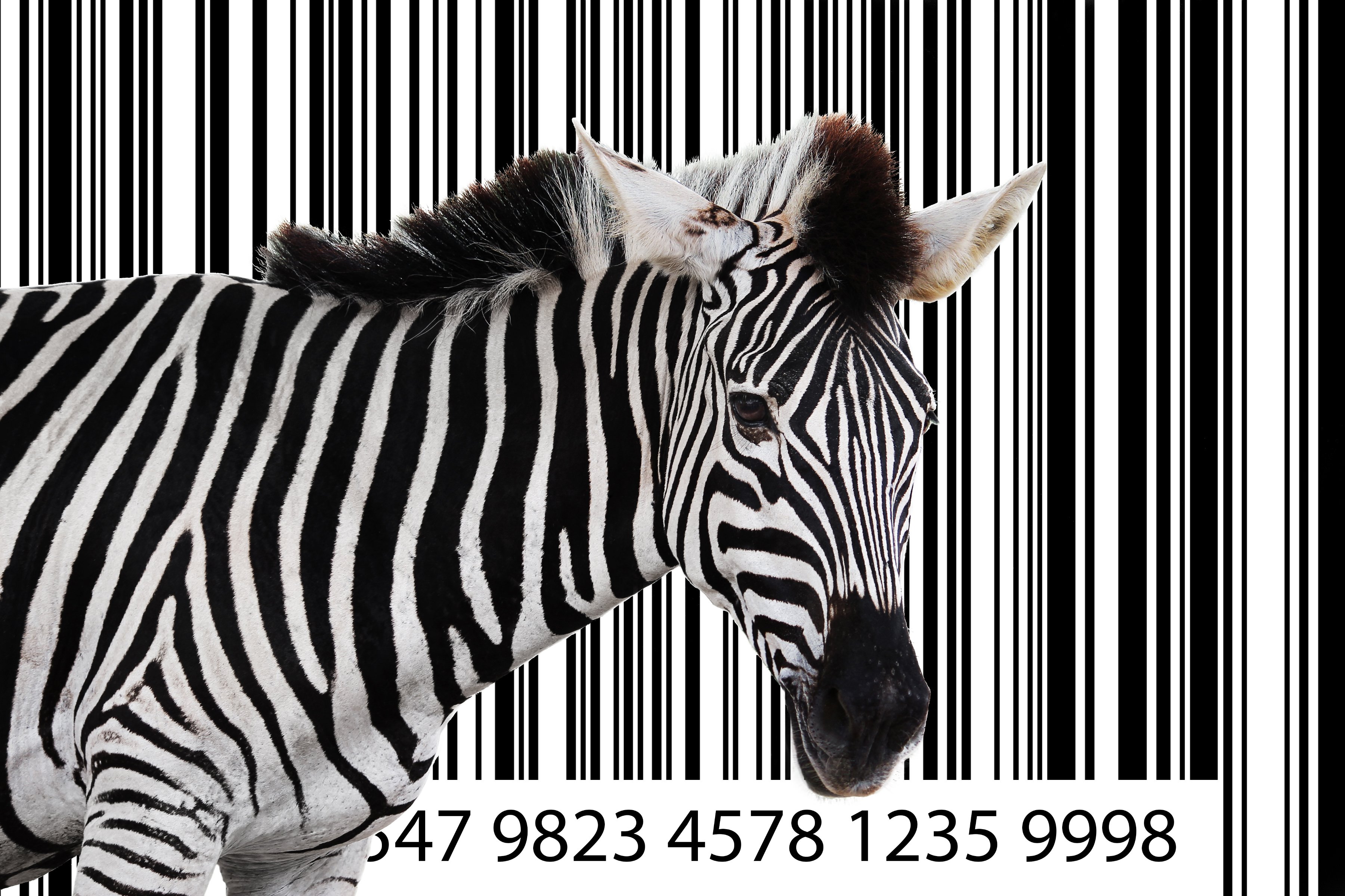 Zebra in foreground, bar code in background