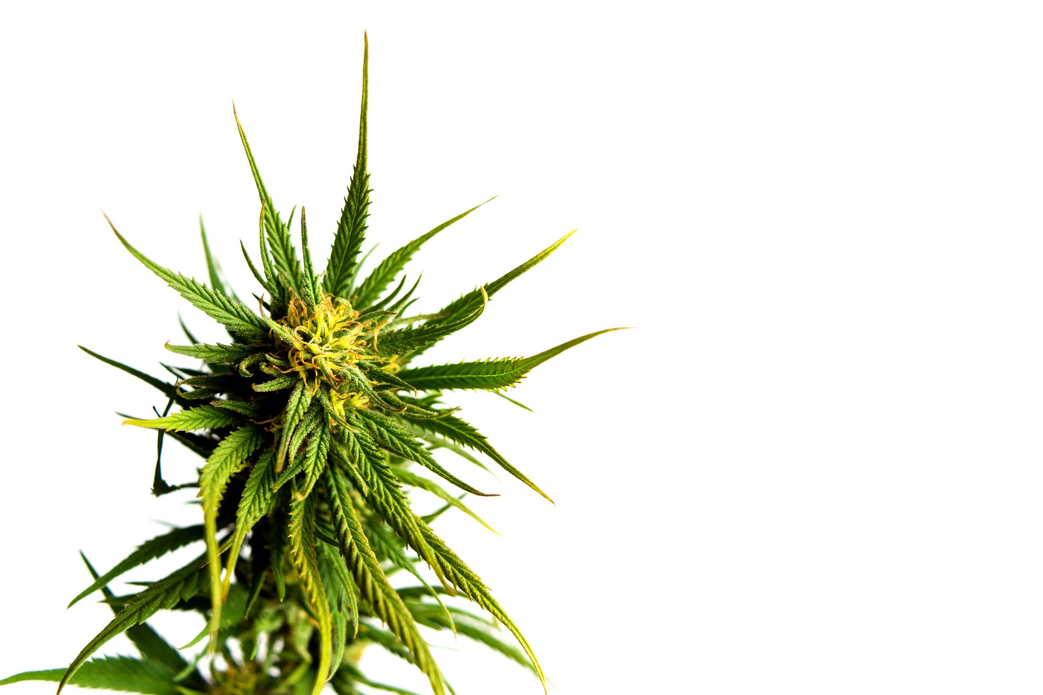 A flowering marijuana plant set against a white background.