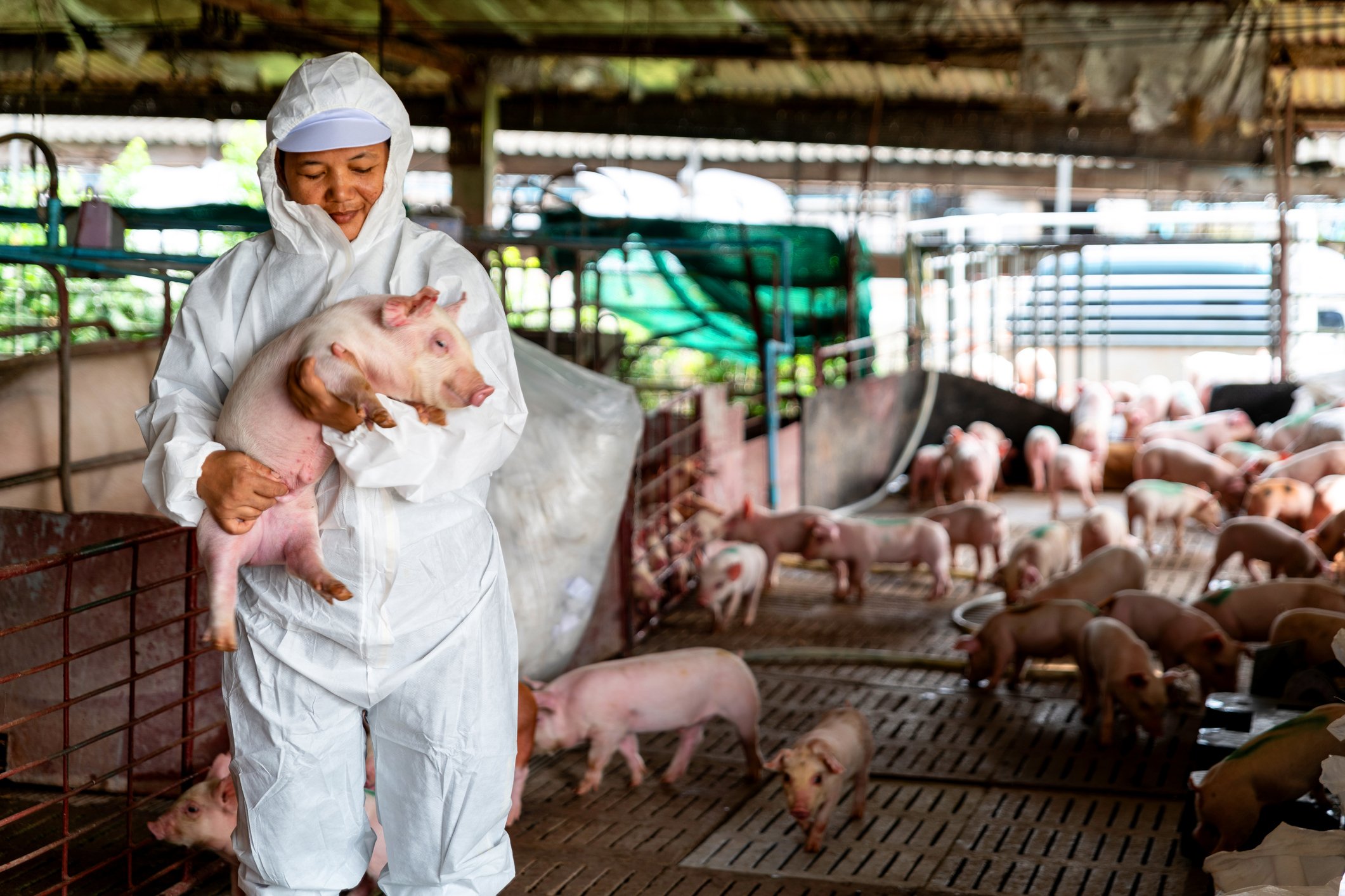 Veterinarian inspecting farm pigs.