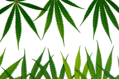 Cannabis leaves on top and bottom