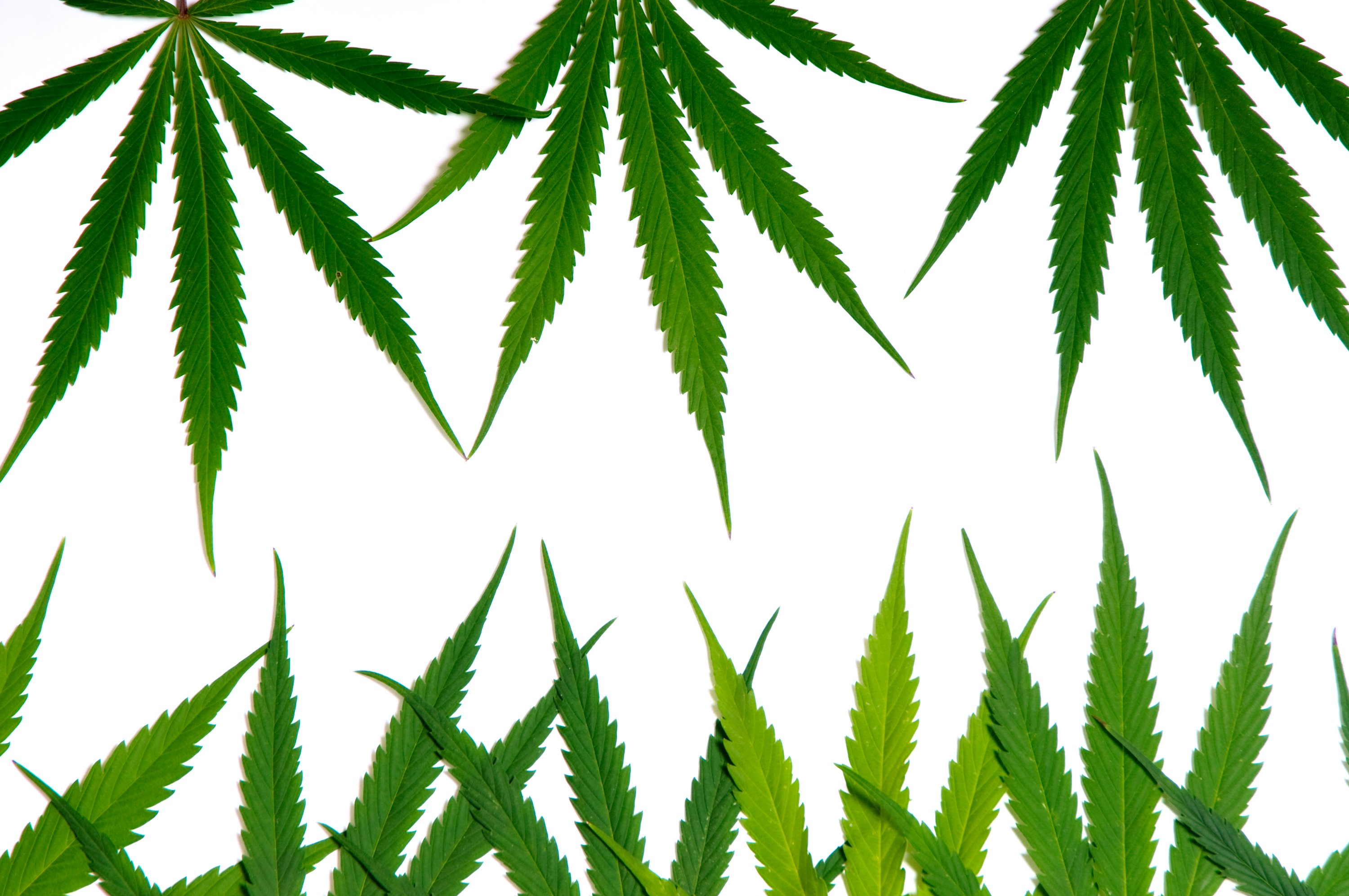 Cannabis leaves on top facing down and cannabis leaves on bottom facing up