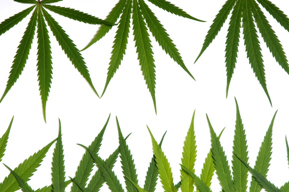 Cannabis leaves on top facing down and cannabis leaves on bottom facing up