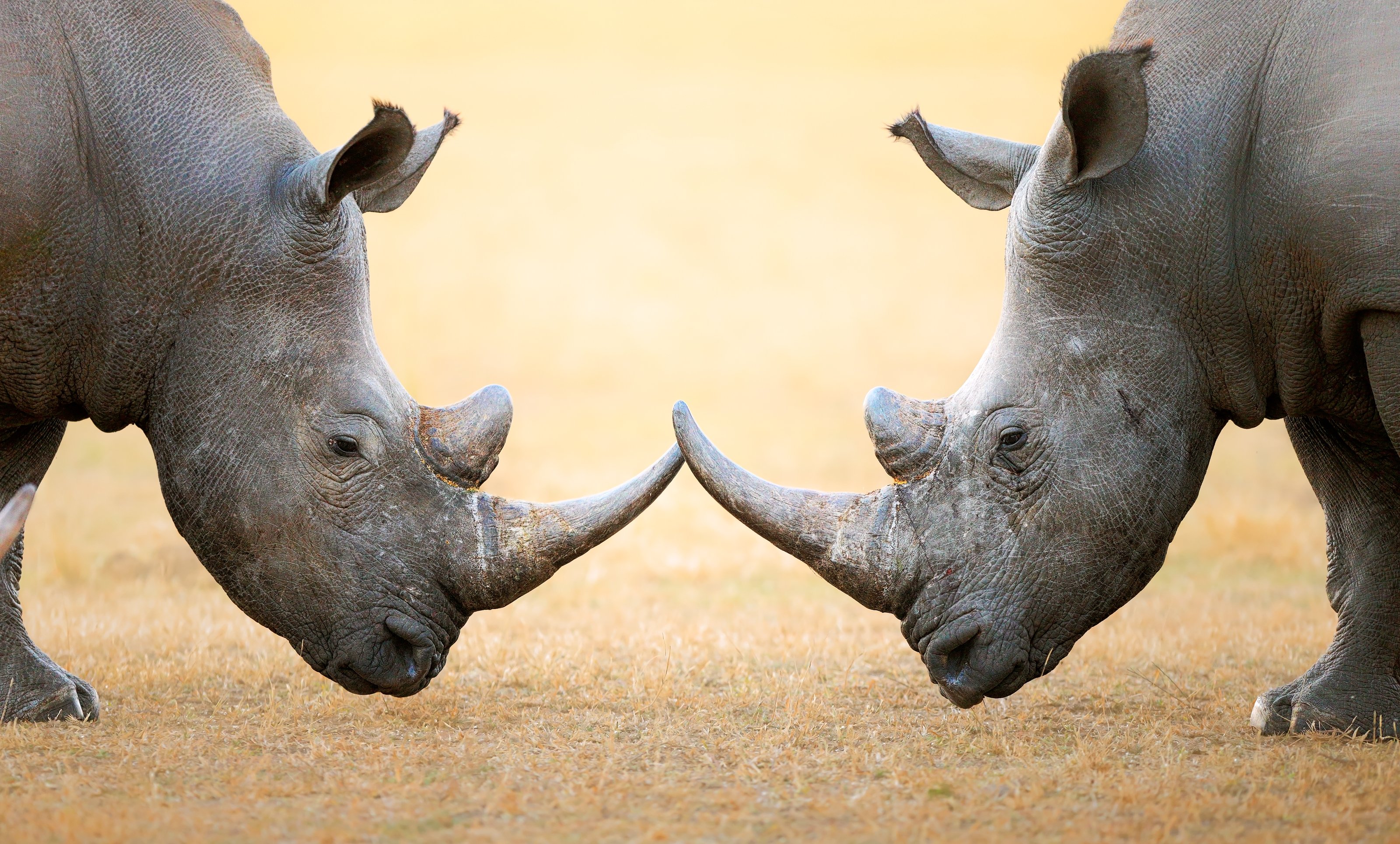 Two rhinoceroses standing face to face
